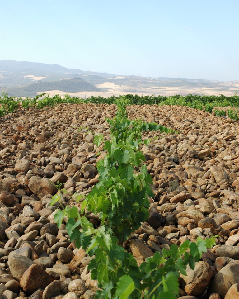 Brunello vineyard soils