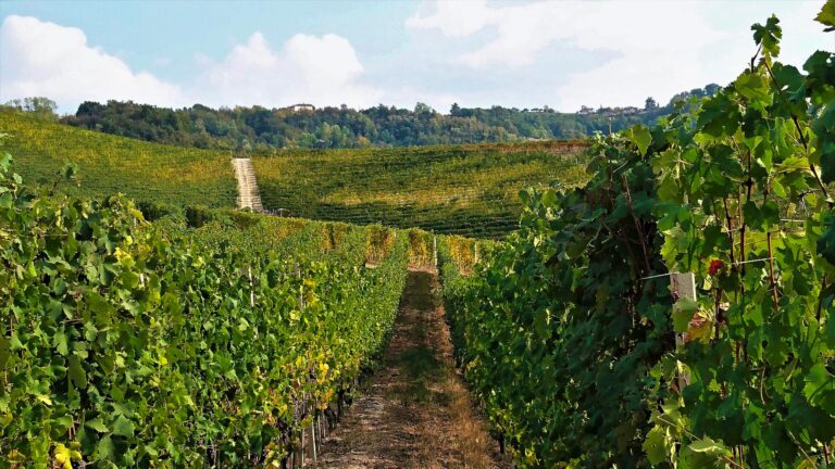 Ghisolfi Nebbiolo Vines Piedmonte
