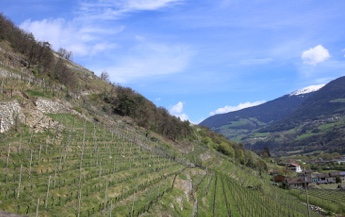 Kuenhof-winery-1