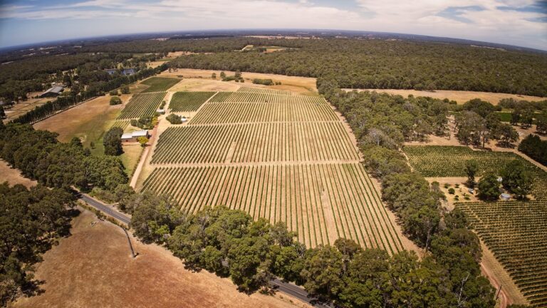 drone vineyard east 1779x1000